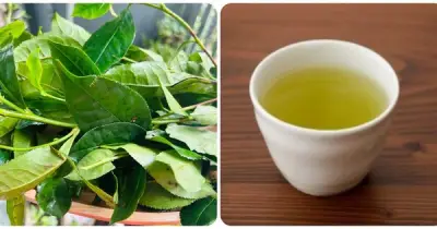 Trà Xanh Tốt Nhưng Ai Không Nên Uống? Cảnh Báo Từ Chuyên Gia Dinh Dưỡng