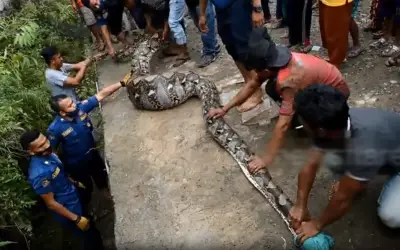 Trăn Gấm Khổng lồ 6 Mét Suýt Vồ Người Dân Ở Indonesia, Được Giải Cứu An Toàn