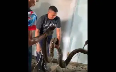 Trăn khổng lồ 5 mét làm tổ dưới sàn nhà ở Indonesia, lực lượng cứu hỏa phải phá sàn để giải cứu