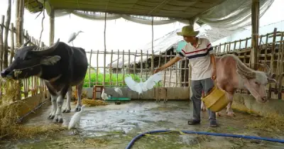 Trâu 'nhân viên' du lịch ở Cồn Sơn: Từ cày ruộng đến biểu diễn cùng đàn cò