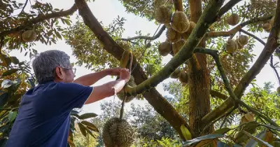 Trung Quốc Vươn Lên Thị Trường Số 1 Cho Nông Sản Việt Nam, Thay Thế Vị Trí Của Mỹ
