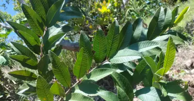 Uống nước lá ổi giảm cân, kiểm soát đường huyết: Chuyên gia cảnh báo 4 tác hại nguy hiểm