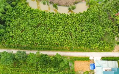 Vườn Cau 5 Ha Kết Hợp Dược Liệu Quý, Thu Hàng Tỷ Đồng Mỗi Năm