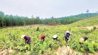 Xã Quảng Đức Thoát Nghèo, Vươn Lên Từ Nuôi Tôm Công Nghệ Cao Và Chăn Nuôi