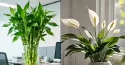 3 cấp cây phong thủy nên đặt cùng nhau để tạo thế sống hòa hợp