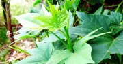 3 Loại Rau Dễ Trồng Tháng 4: Ít Sâu Bệnh, Thu Hoạch Nhanh, Giàu Dinh Dưỡng