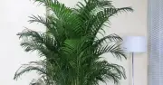 4 Loại Cây Phong Thủy Trồng Phòng Khách, Mang Lại Tài Lộc Dồi Dào
