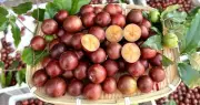5 Đặc Sản An Giang Mọc Chi Chít, Chua Ngọt Lạ Miệng Hấp Dẫn Du Khách