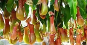 5 Loại Cây Đuổi Rắn Hiệu Quả Nên Trồng Ngay Trong Mùa Hè Này
