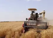 Ai Cập thử nghiệm thành công trồng lúa mỳ bằng nước mặn