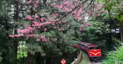 Alishan Đài Loan: Trải Nghiệm Đa Lớp Giữa Biển Mây Và Văn Hóa Nhật Bản
