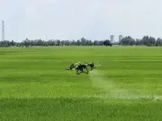 An Giang mở hướng đi mới thực hiện đề án 1 triệu ha lúa chất lượng cao