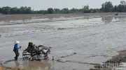 An Giang Định Hướng Cơ Cấu Giống Lúa Chất Lượng Cao Cho Vụ Hè Thu