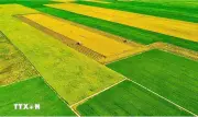 Bộ Nông nghiệp và Môi trường thông tin giá lúa gạo, giải pháp đảm bảo xuất khẩu