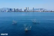 Ba bụi trẻ mọc giữa biển hiện ra sao sau nhiều năm?