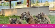 Ba hổ Bengal chào đời tại vườn thú FLC Zoo Safari Park Quy Nhơn
