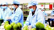 Bưởi Da Xanh Việt Nam Chính Thức Xuất Khẩu Sang Australia: Cơ Hội Và Thách Thức