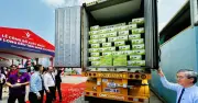 Bưởi Da Xanh Vĩnh Long Chính Thức Xuất Khẩu Sang Úc, Mở Ra Cơ Hội Mới Cho Nông Sản Việt