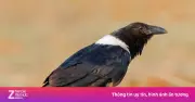 Bài học từ loài quạ: Từ bỏ đúng lúc là chiến lược sinh tồn thông minh