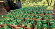Bưởi Việt Nam tăng tốc xuất khẩu, ký nghị định thư quan trọng với Trung Quốc