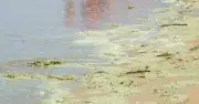 Biển Bà Rịa - Vũng Tàu Chuyển Màu Xanh Matcha, Người Dân E Ngại Không Dám Tắm