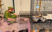 Băng Nhóm Đạo Chích Chuyên Trộm Mèo Hơn 300 Con Trên Địa Bàn Thủ Đô