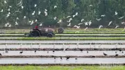 Bảo Tồn Đa Dạng Sinh Học Ngoài Ranh Giới: Thách Thức Và Cơ Hội Cho Đồng Bằng Sông Cửu Long