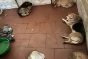 Bắt giữ nhóm chuyên trộm chó bằng súng điện tại Hà Nội