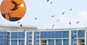 Bầy Chim Cổ Rắn Quý Hiếm Bay Lượn Giữa Lòng Đô Thị Phú Mỹ Hưng TP.HCM