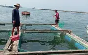 Cá bớp Lý Sơn chết hàng loạt: Vi khuẩn vượt ngưỡng, môi trường thiếu oxy trầm trọng