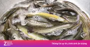 Cá Chạch - 'Nhân Sâm Nước' Giàu Dinh Dưỡng, Lợi Ích Tuyệt Vời Cho Mọi Nhà