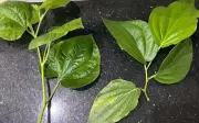 Cư dân mạng 'lụi' điên rồ vì 2 loại lá quen thuộc: 10 người đoán thì 9 người nhầm