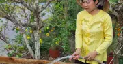 Cô gái ĐH Cần Thơ khởi nghiệp từ trái mù u, tạo dầu thảo dược giá trị cao