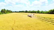Cà Mau: Lúa được mùa, tôm trúng vụ nhưng nông dân vẫn lao đao vì giá nhiên liệu tăng