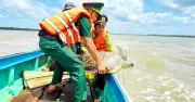 Cà Mau: Ngư dân và lực lượng chức năng cứu hộ, thả về biển cá thể vích quý hiếm nặng 60 kg