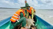 Cà Mau: Ngư dân và lực lượng chức năng giải cứu thành công rùa biển quý hiếm