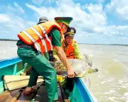 Cà Mau thả cá thể vích quý hiếm nặng 60kg về đại dương