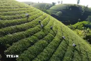 Đặc sản chè Phú Thọ vươn lên phân khúc cao cấp trên thị trường