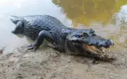 Cá Sấu Xuất Hiện Trên Kênh 42 Ở Tây Ninh, Chính Quyền Cảnh Báo Người Dân