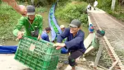 Cam Sành Vĩnh Long 'Lội Ngược Dòng', Giá Tăng Vọt Lên 10.000 Đồng/kg