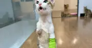 Chú mèo cụt hai chân trước ở TP.HCM gây xúc động với nghị lực sống phi thường