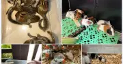 Chợ ảo nuôi thú cưng hoang dã trên mạng xã hội: Rủi ro pháp lý và mối đe dọa bảo tồn