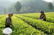 Chè Thái Nguyên khẳng định vị thế cây trồng chủ lực, hướng tới mục tiêu tỷ USD
