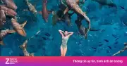 Chiêm ngưỡng cảnh đẹp Maldives: Lặn ngắm san hô, bơi cùng cá mập