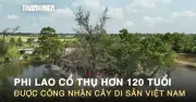 Chiêm ngưỡng cây phi lao cổ thụ hơn 120 tuổi được công nhận Cây Di sản Việt Nam