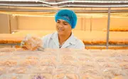 Chàng thạc sĩ bỏ phố về quê nuôi đông trùng hạ thảo, mở đường cho nông nghiệp công nghệ cao