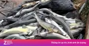 Chàng trai khóc nghẹn khi hơn 30 tấn cá tầm chết trắng sau trận mưa lớn