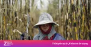 Châu Á đối mặt với đợt El Nino mạnh nhất trong lịch sử