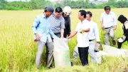 Chuỗi liên kết lúa chất lượng cao tại Tây Ninh: Thành công và thách thức từ Nghị định 98
