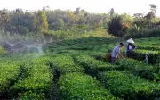 Chuyển đổi số - xanh trong nông nghiệp: Động lực và thách thức cho doanh nghiệp Việt